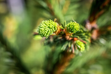 Spruce young needles close-up. Selective focus