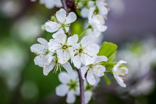 White apple blossoms on a blurry green background