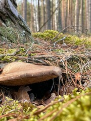 mushroom in the forest