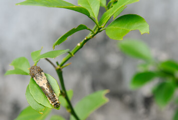 stripe brown-white caterpillar on a leaf