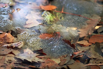 Skrzek żaby w stawie z jesiennymi liśćmi - obrazy, fototapety, plakaty