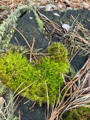 moss on tree