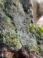 moss on tree