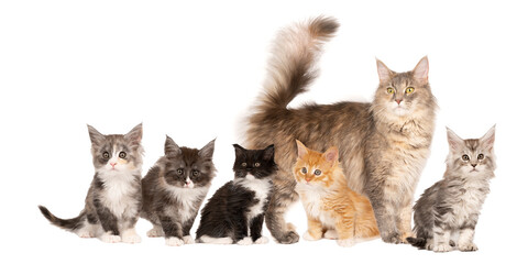 Funny cute litter of Maine coon kittens cat with their mother, close up. Largest domesticated...