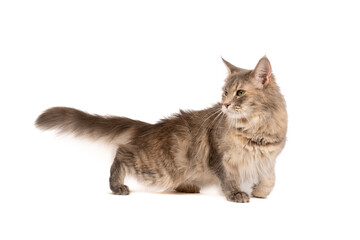 Funny cute female Maine coon cat, close up. Largest domesticated breeds of felines. isolated on white