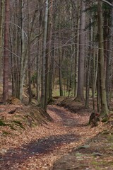 Obraz premium leśna ścieżka