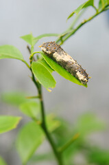 stripe brown-white caterpillar on leaf
