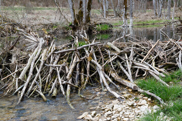 Fototapeta premium Biber-Staudamm im Lippachtal bei Mühlheim an der Donau. Beaver dam in the Lippachtal near Mühlheim an der Donau.