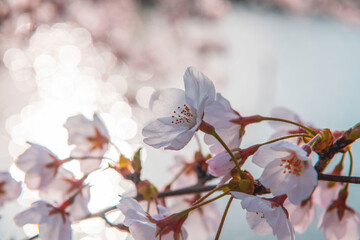 보케 벚꽃