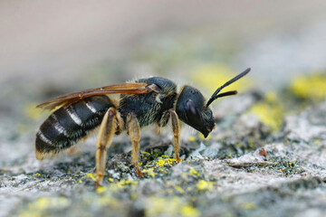Lateral closeup on a giant furrow bee, Halictus quadricinctus sitting on wood