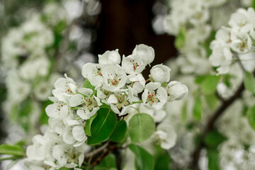 Blooming apple tree on a blurred natural background. Selective focus. High quality photo. spring photo