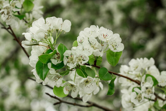 Blooming apple tree on a blurred natural background. Selective focus. High quality photo. spring photo