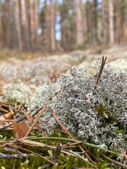 moss