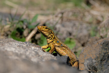 Portrait of a Canary Island lizard on the Canary Island Tenerife. A canary lizard on rocky ground in the wild closeup.