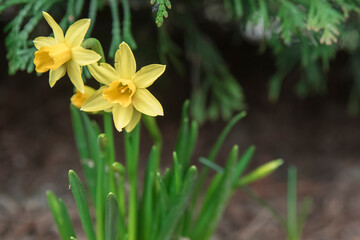 wiosenne żonkile w parku na wiosnę
