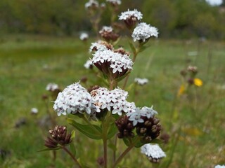 wild flowers in the field