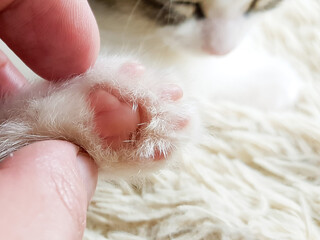 a tiny kitten's paw is held by a man's fingers. close-up. selective focus