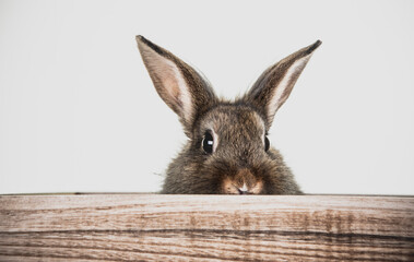 gray brown rabbit looks over wood 