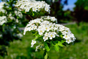 Many small white flowers and green leaves of Crataegus monogyna plant, known as common or oneseed hawthorn, or single-seeded hawthorn, in a forest in a sunny spring day, outdoor botanical background.