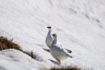 a pair of rock ptarmigan, lagopus muta, in the snow capped alps on a sunny spring day 