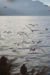 seagulls on the beach