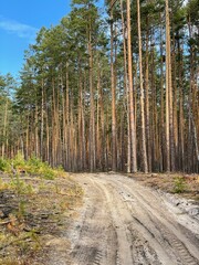 path in the forest