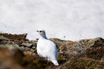 a Rock Ptarmigan, lagopus muta, female on the snow capped alps at a sunny spring day