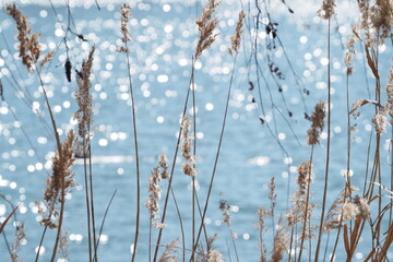 Reeds on the lake with bokeh in the water