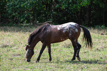 Obraz na płótnie Canvas Beautiful Appaloosa stallion grazing on a pasture field
