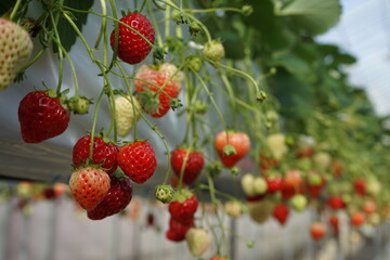 strawberry picking at Japanese strawberry farm