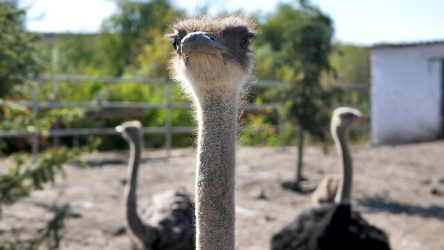 Ostriches walk in the paddock. Head and neck front portrait of an ostrich bird at an ostrich farm. Farmer breeding of ostriches