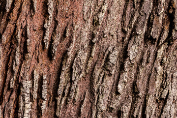 View of tree bark texture and background. Use for nature concept
