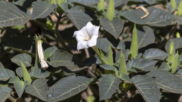 Closeup of Datura innoxia, often spelled inoxia, known as pricklyburr.
