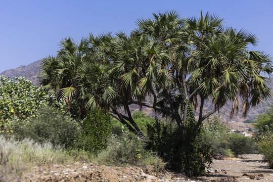 Hyphaene thebaica, common names doum palm, gingerbread tree.