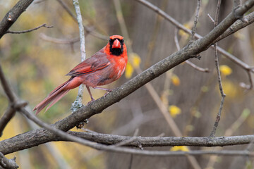 Male cardinal looks straight at the camera