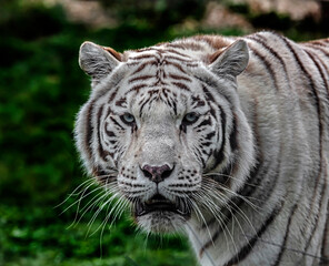 White tiger's head. Latin name -Panthera tigris tigris, var. alba	