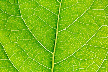 Naklejka na ściany i meble green macro leaf,Green leaves background. Leaf texture,background texture green leaf structure macro photography