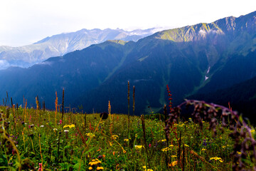 flowers in the mountains