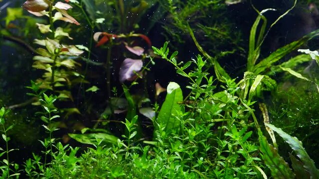 aquatic plants produce oxygen in water with air bubbles under bright LED light, planted dutch style freshwater aquarium detail, ryoboku nature Amano aquascape design, dark background
