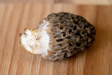 Single Black Morel on Wood
