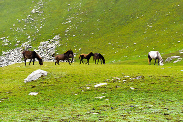 herd of sheep on the meadow