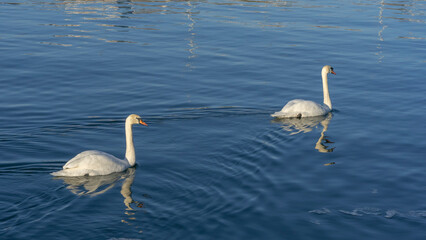 Tender White Swans are Swimming Together on the calm winter river. Two white swans water scene.