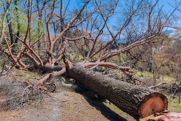 切り倒された赤松の大木