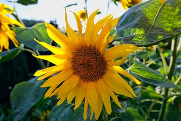 Sunflower illuminated by the sun.