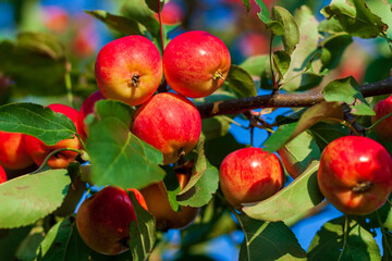 A branch with red tasty apples is wanted for an advertising label. Bright red apples on a branch.