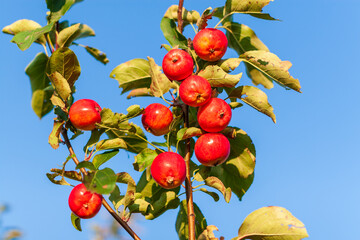 A branch with a lot of red appetizing apples against a blue sky. Bright red apples on a branch.