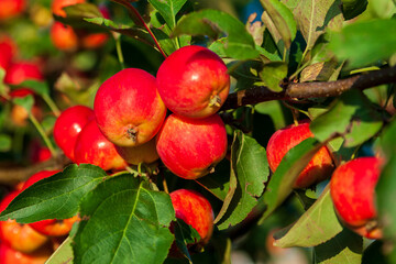 Appetizing apples on a branch lit by the warm sun. Bright red apples on a branch.