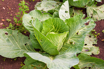 White cabbage in the garden. Young white cabbage beaten with hail.