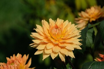 orange dahlia flower