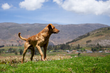 Perrito mirando al horizonte con fondo de pueblo en Sudamérica. Concepto de turismo y animales.